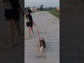 saint bernard dog #doglove #mornigvibes #cuteanimal #puppy #cute #cutepet #shorts