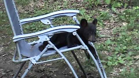 Playful black bear cub playing in my chair