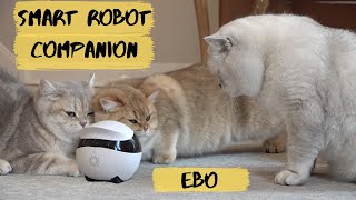 Apollo's new friend Ebo, The Smart Robot Companion