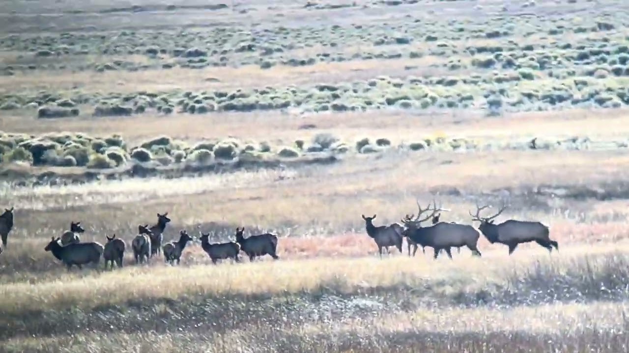 2 massive Bull elk Fight