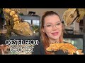 Watch THIS Before Getting a Crested Gecko - Everything YOU need!
