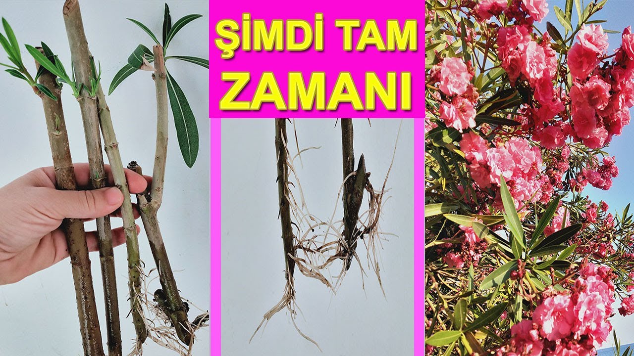 ÇELİKTEN KÖKLENDİRME NASIL YAPILIR, ÇELİK İLE ÇOĞALTMA, ZAKKUM NASIL ÇOĞALTILIR, ZAKKUM ÇOĞALTMA