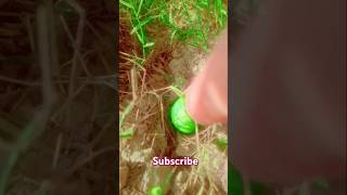 Finding millipede and eggs and snails #snail #millipede #snails