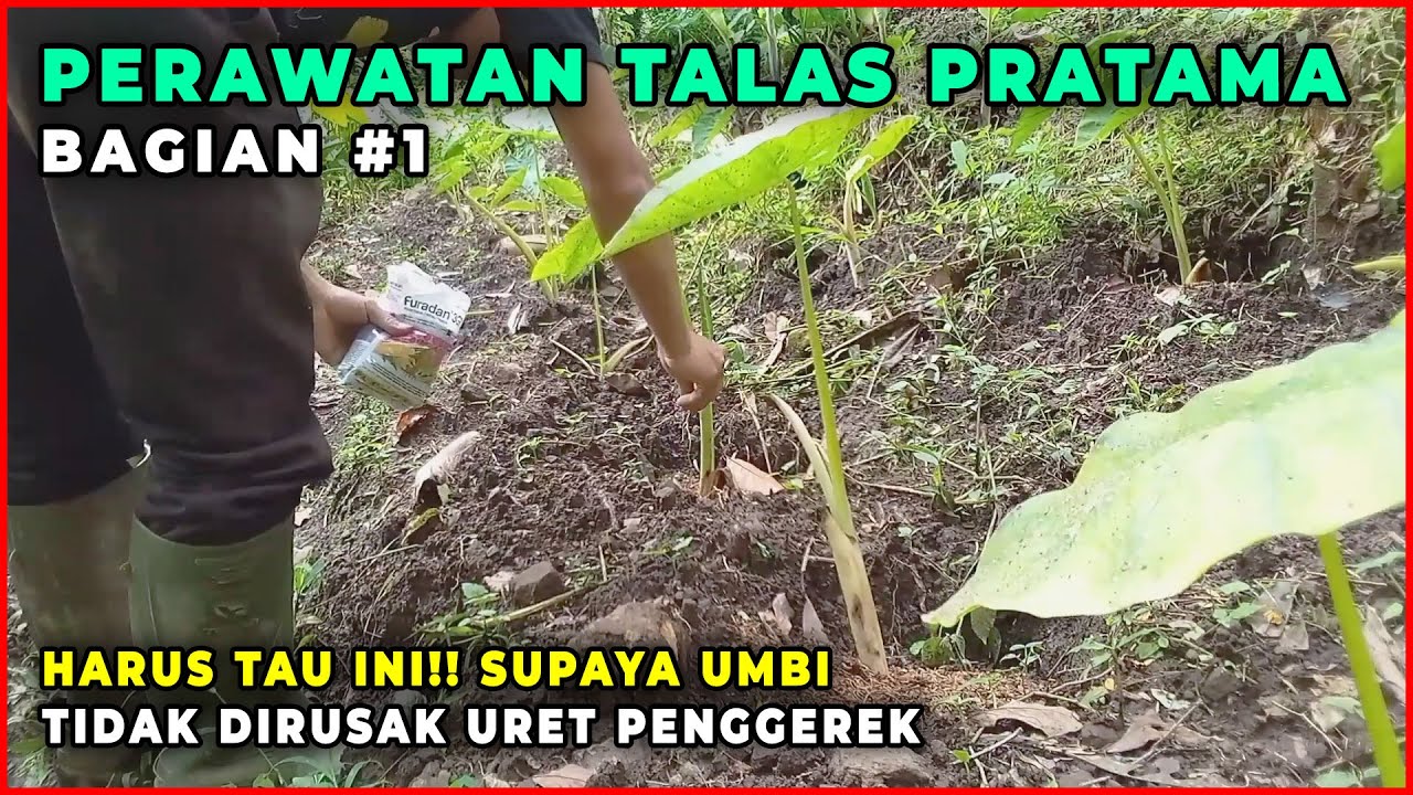 Mencegah Hama Uret Penggerek pada Talas Pratama | PERAWATAN TALAS PRATAMA #1