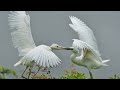 Sony A1 and A7IV Wildlife video and photos. Sony 200-600mm