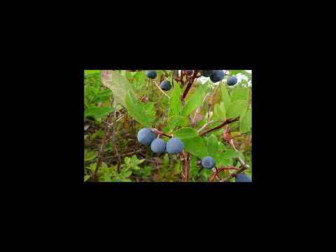 Vaccinium deliciosum or cascade bilberry and Benefits