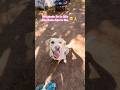 Perro fue adoptado#dog#dogs#dogshorts#doglife#shortsfeed#shortvideo#short#shorts#shortsvideo#cat