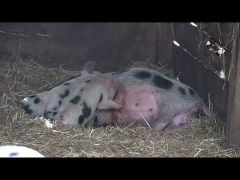 Les babies cochons de maison ont une petite faim - Zoo dUpie (Drôme) France @Maryka46