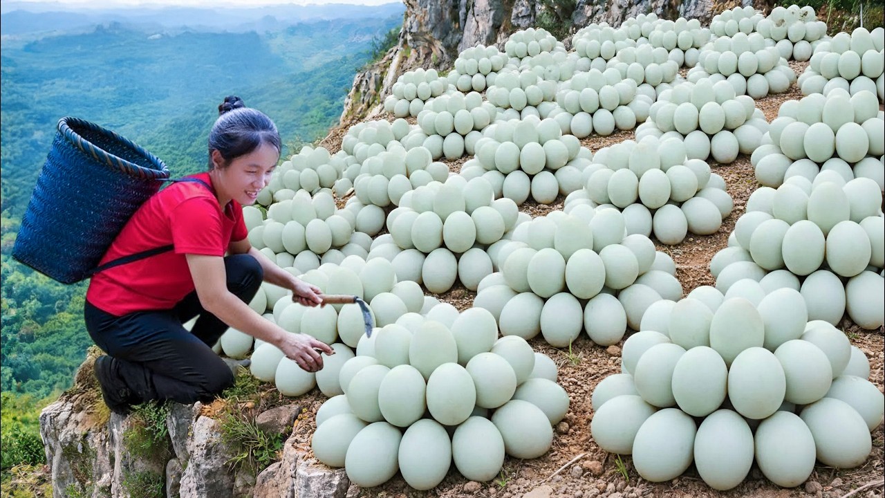 Harvest Ant Eggs in Bamboo Forest to Make Ant Egg Cakes Goes to Market Sell | Susan Daily Life
