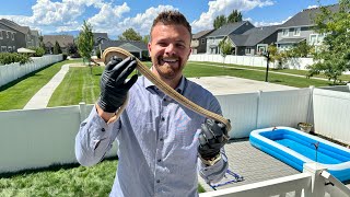 Celebrity SPECIAL Reticulated Python UNBOXING!!! (2023) Wealth