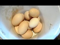 Куры начали нести крупные яйца.