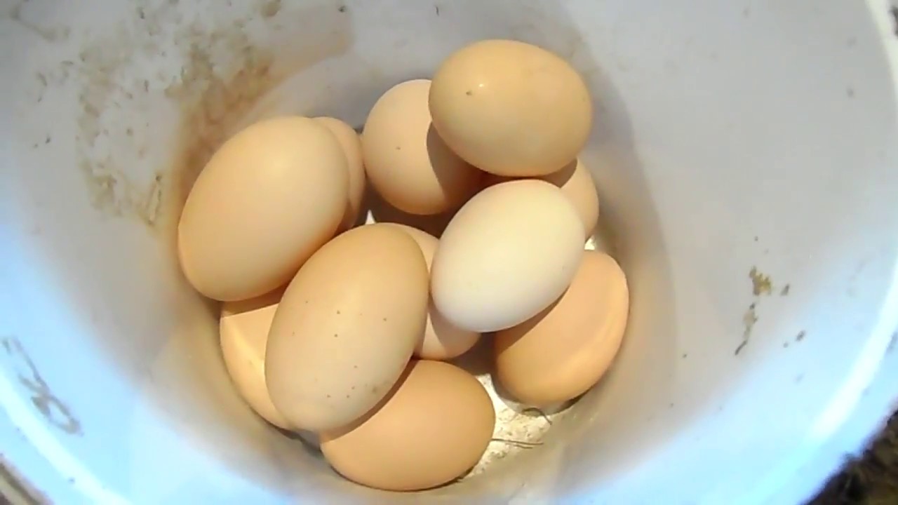 Кура несет мелкие яйца. Жёлтые яйца кур. Куры с крупными яйцами. Самые крупные яйца у кур.