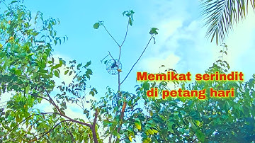 Memikat Serindit Liar di K.g Lumat