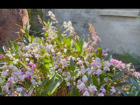 How to Grow