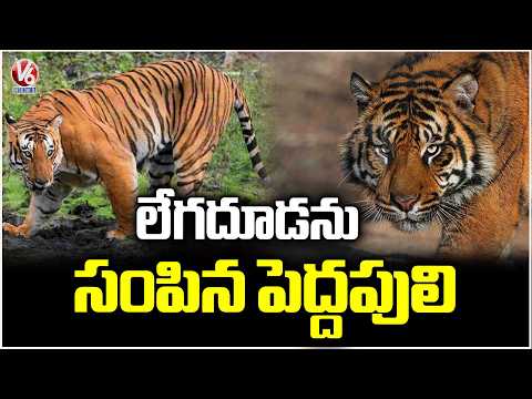Tiger Hulchul At Gangaram Tanda, Jagital | V6 News - V6NEWSTELUGU