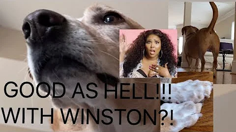 Good as Hell(Lizzo)-Clean Version, Starring Winston!