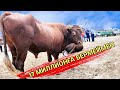 МАЛ БАЗАР 27-ИЮНЬ/ХОЖЕЛИ МАЛ БАЗАРЫ/СКОТНЫЙ РЫНОК/BUQALAR/BIG BULLS IN THE WORLD/BIG COW