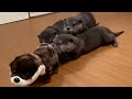 【カワウソ】ナニモノダ?? 3兄弟と動くぬいぐるみ   ｢Triplet otter  met a moving stuffed animal.｣
