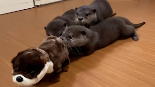 【カワウソ】ナニモノダ?? 3兄弟と動くぬいぐるみ   ｢Triplet otter  met a moving stuffed animal.｣