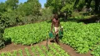 Toliara : Le jardin de Randria