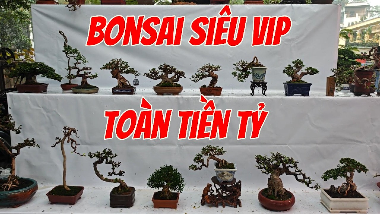Rất Nhiều Cây Tiền Tỉ. Bonsai Mini Cũng Đẳng Cấp!