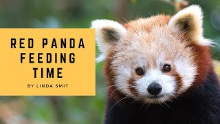Cute RED PANDA couple FEEDING time. Precious moments during my zookeeper internship. Zookeeper life