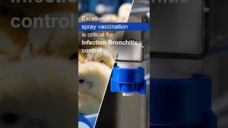 C.H.I.C.K Program - Excellence In Spray Vaccination Is Critical For Infectious Bronchitis Control