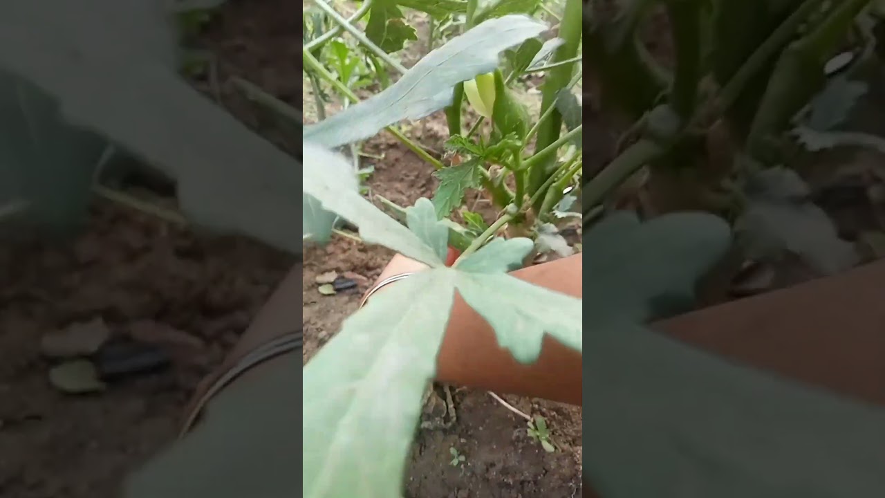 gardening vegetables