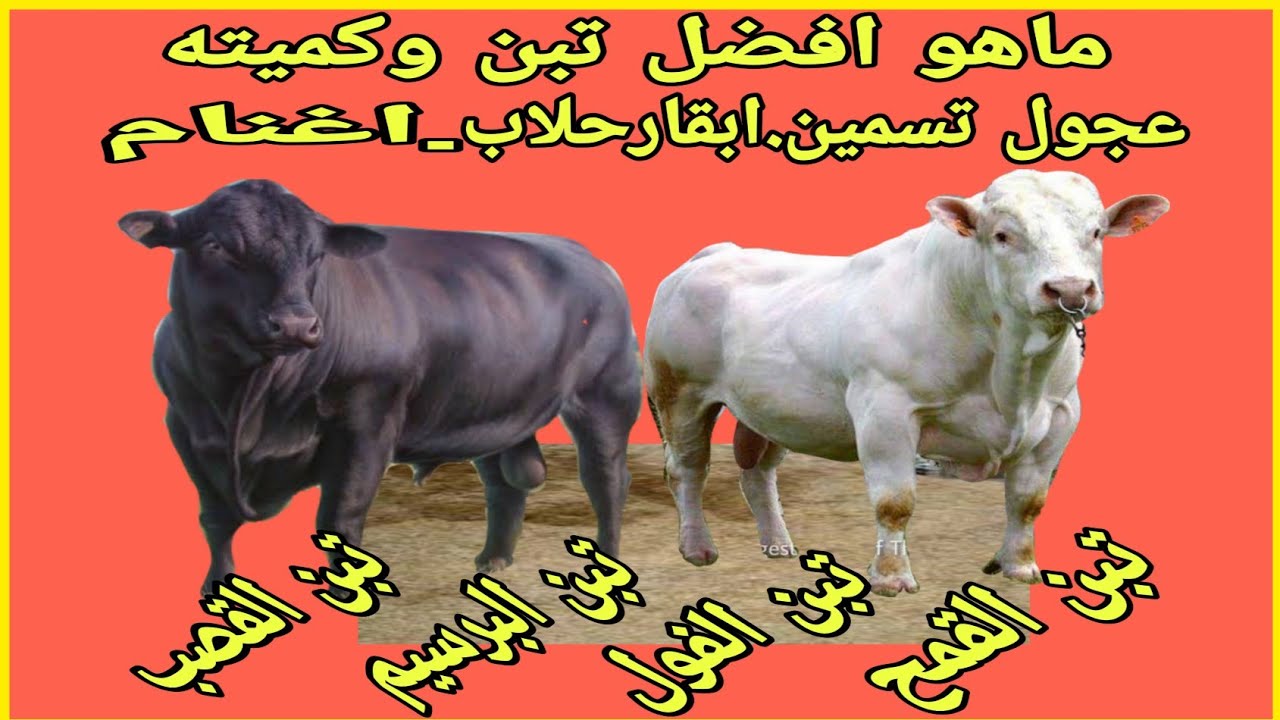 ماهو افضل تبن للعجول (تبن القمح.تبن الأرز .القصب.تبن البرسيم)والكميات المضافة للعجول .د/السيدالطوخي