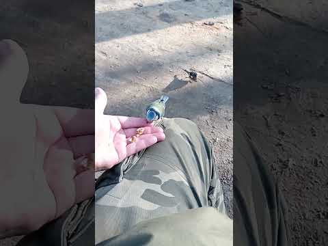 Синица и зяблик / Titmouse and finch