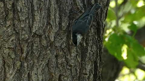 White breasted Nuthatch   SD 480p