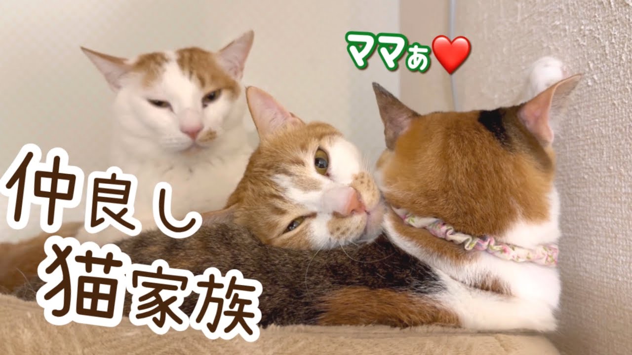 【猫家族】保護して4年半、仲良く暮らす三毛ママと息子たち