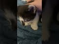 NEW KITTY IM IN LOVE #fypシ #essa #sleepycat