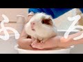 ｽｹ...オタスケェ【モルモットのお風呂】Bathing guinea pigs
