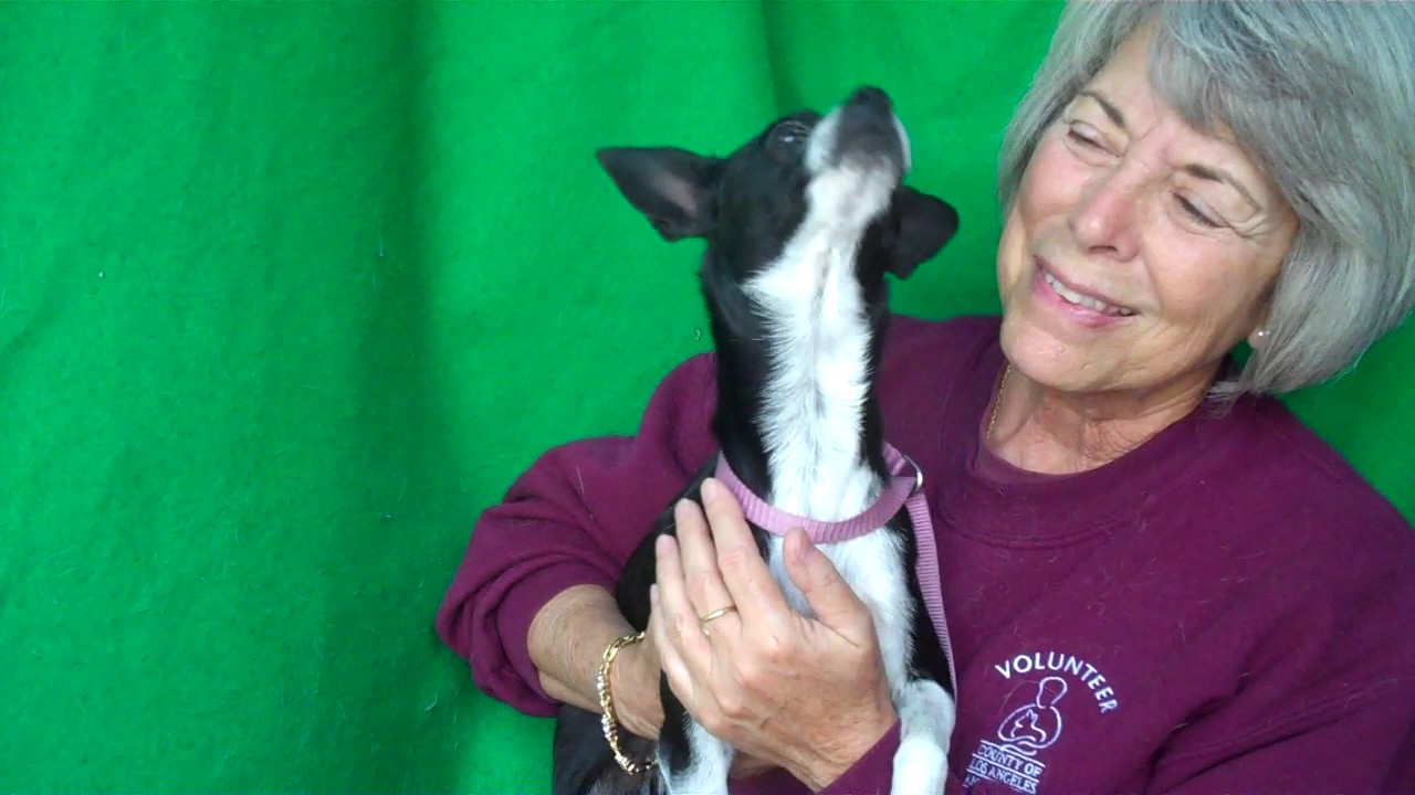 dog adoption mauritius A5041507 Violet | Chihuahua/Patterdale Terrier Puppy