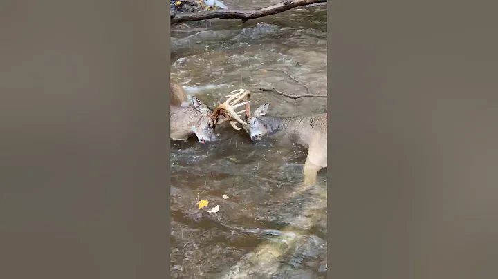 Deer with antlers locked together freed by good Samaritans
