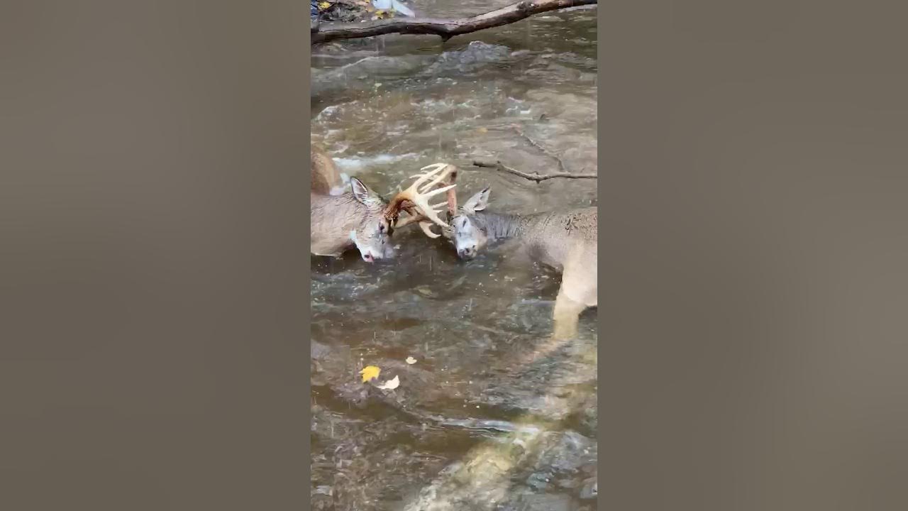 Deer with antlers locked together freed by good Samaritans YouTube