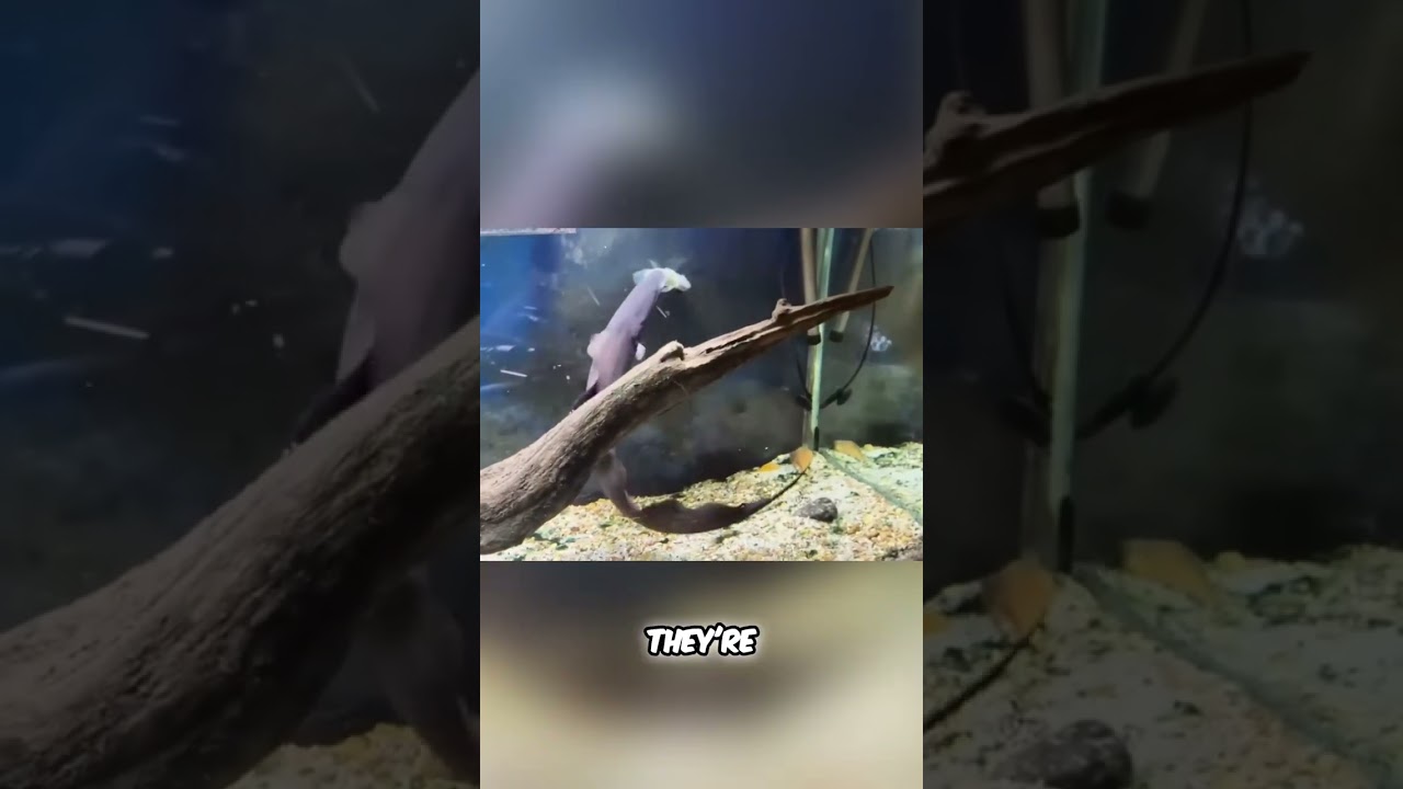 This Fish Has Hidden Teeth—and Its Tank Mates Are on the Menu #shorts