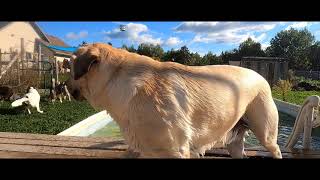 Dog Days of Summer....er...Fall