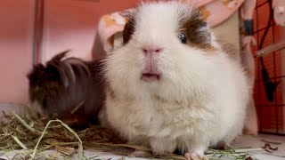 世界一分かりやすい「ン？🙄」を披露【モルモット】
