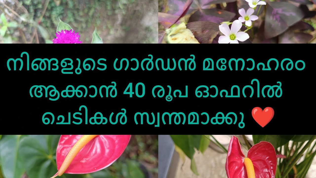 നിങ്ങളുടെ ഗാർഡൻ മനോഹരമാക്കാൻ 40 രൂപ ചെടികൾ സ്വന്തമാക്കു❤️@pinepetalsgarden #plantsforhomegarden 