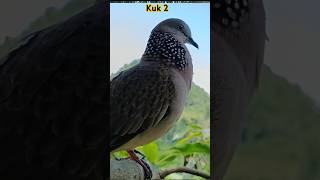 The sound of the Cuckoo Bird 2 is clear #kukurkuk2 #kukurkuk2 sound