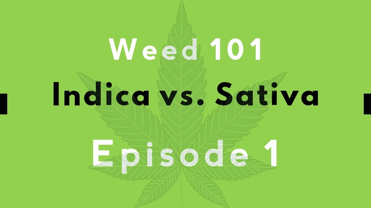 Weed 101 - Indica vs. Sativa