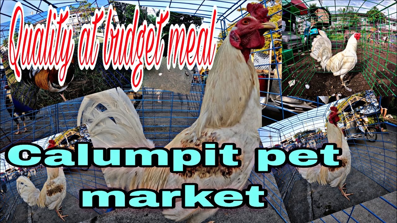 Quality at budget meal , Calumpit pet market .