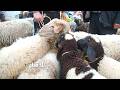 12kg lamb for 850 dinars at the Bou Salem market Outrageous price hikes and despite the rain  mp3
