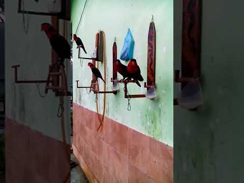 Kicauan Nuri Kepala Hitam Asli Papua Youtube