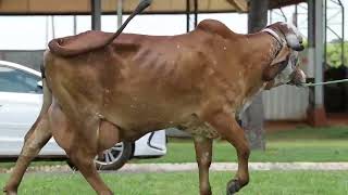 Lote 14 Bilionaria Fiv Lobo697