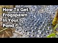 How to Encourage Frogspawn in Your Pond
