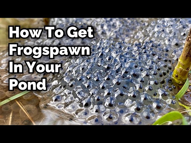 How to Encourage Frogspawn in Your Pond class=