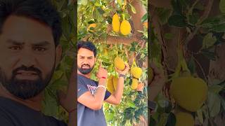 Jackfruit farming in Rajasthan ||jackfruit ki kheti #jackfruit #shivshankarkrishifarmandnursery